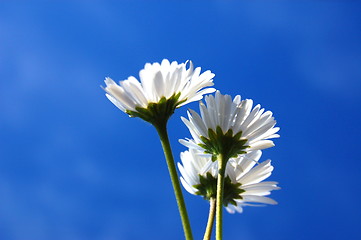 Image showing daisy under blue sky