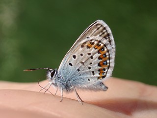 Image showing Butterfly on my hand