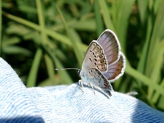 Image showing Butterfly