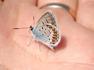 Image showing Butterfly on my hand