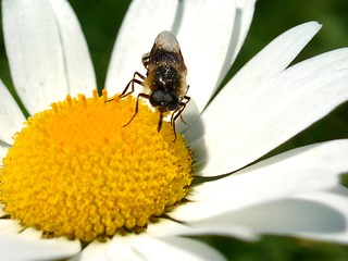 Image showing Daisy and Bee