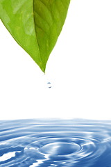 Image showing leaf and water