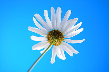 Image showing daisy from beliw in summer under blue sky