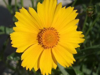 Image showing Yellou Flower