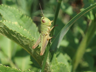 Image showing Grasshopper