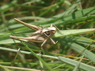 Image showing Grasshopper