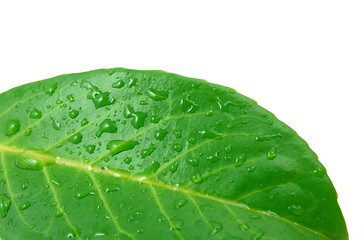 Image showing leaf with water drops after rain