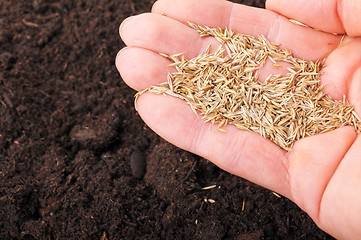 Image showing sowing hand