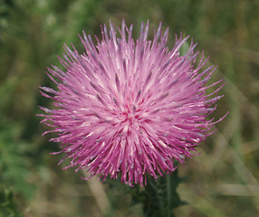 Image showing Pink blossom