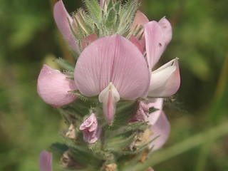 Image showing Pink blossom