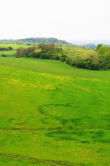 Image showing green meadow