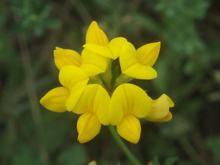 Image showing Yellow wild flower