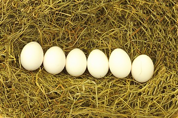 Image showing blank egg in hey