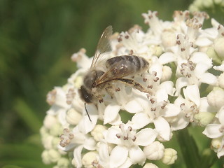 Image showing Bee