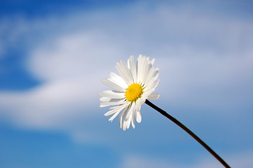 Image showing daisy under blue spring sky