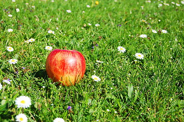 Image showing apple