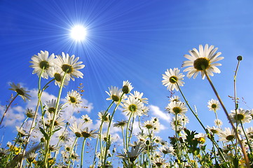 Image showing daisy flower from below with blue sky