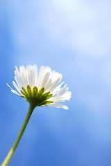 Image showing daisy under blue sky