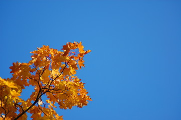 Image showing Fall leaves