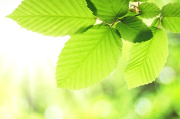 Image showing green summer leaf