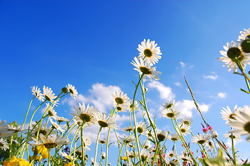 Image showing flowers on meadow in summer