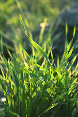 Image showing green grass macro