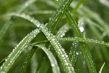 Image showing Water drops on grass