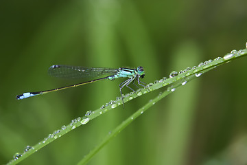 Image showing Dragonfly on grass