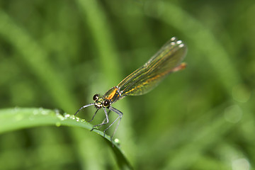 Image showing Dragonfly waiting