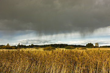 Image showing Rain in the field