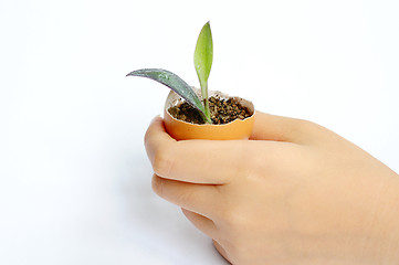 Image showing Plant in hand