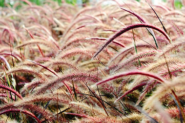 Image showing Bristle grass Herb