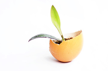 Image showing Sprout in an eggshell