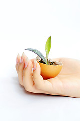 Image showing Plant in hand