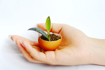 Image showing Plant in hand