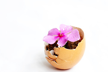 Image showing Flower in a broken eggshell