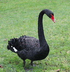 Image showing Black Swan 2