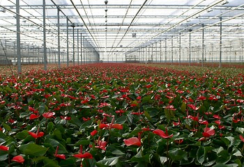 Image showing Anthuriums in greenhouse