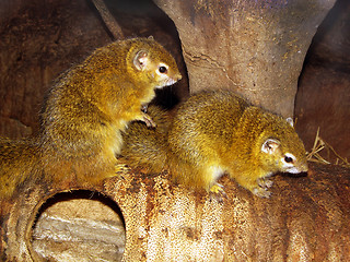 Image showing African Bush Squirrels