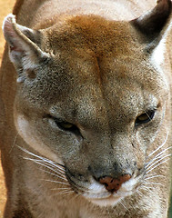 Image showing Close-up picture of Puma Face