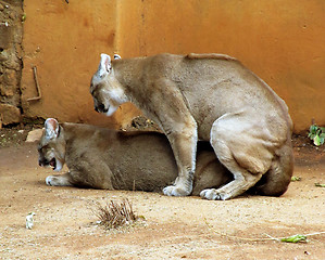 Image showing Picture of Pumas in captivity mating 