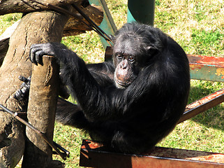 Image showing Sad Old Chimpanzee