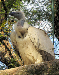 Image showing African White Backed Vulture
