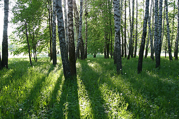 Image showing birch trees with long shadows