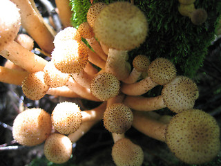 Image showing honey mushrooms glowing in sunlight