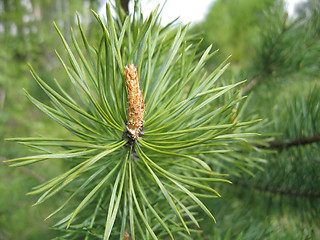 Image showing coniferous tree branch with cone sprout