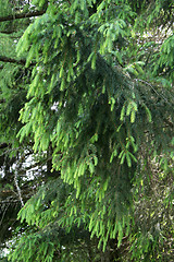 Image showing fur tree branche