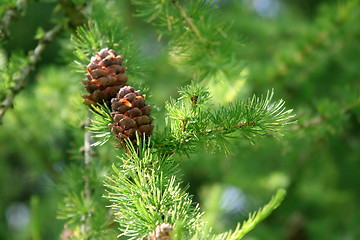 Image showing coniferous tree branch with cones