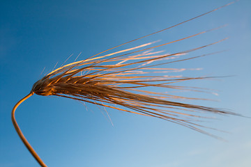 Image showing Barley