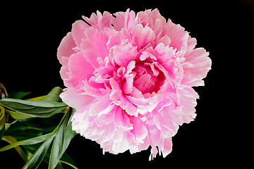 Image showing Peony